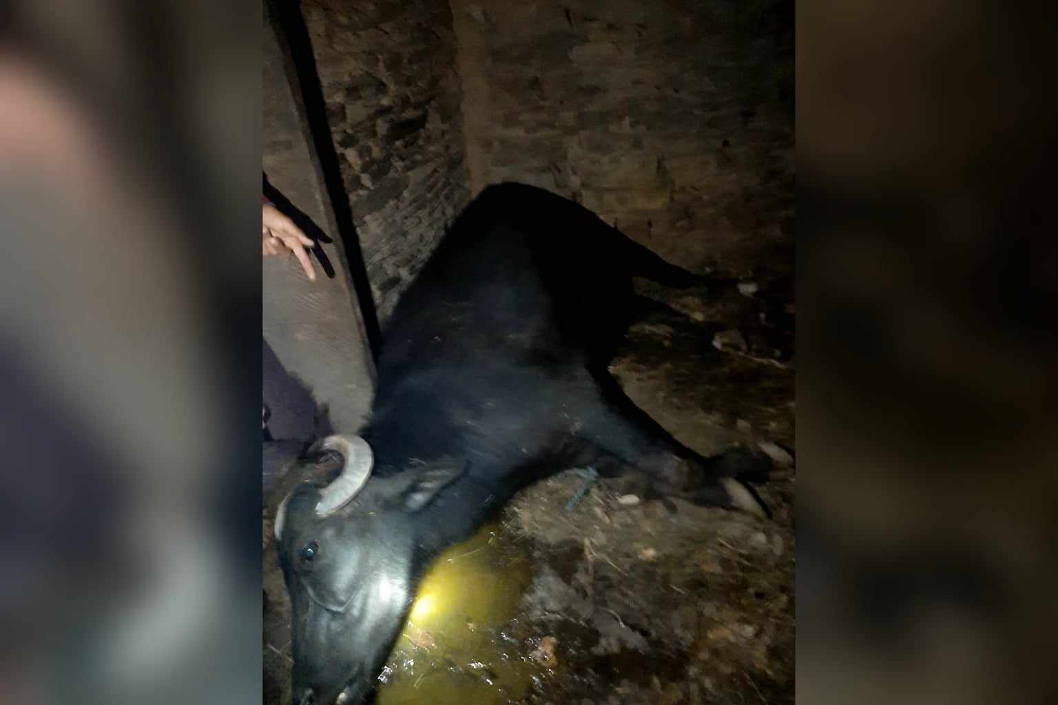 बैतडीमा चट्याङ लागेर एक भैंसी र दुई बाख्रा मरे, चार घरमा क्षति 